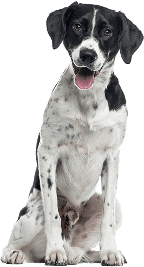Raw Dog Food From Raw Made Simple