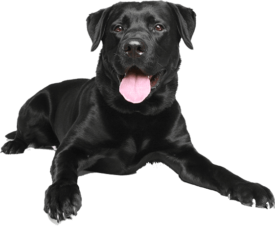 Raw Dog Food From Raw Made Simple Black Labrador