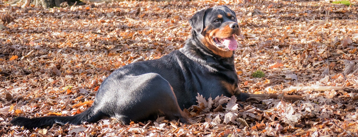 Dog lying in leaves