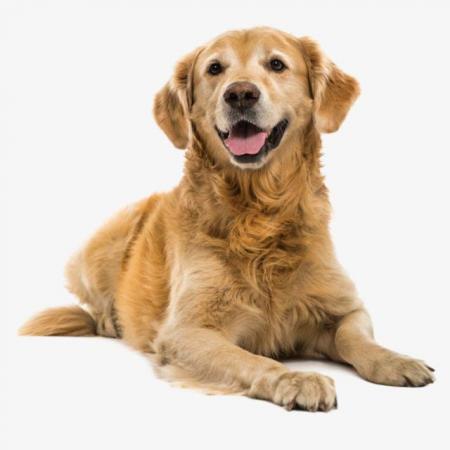 Raw Dog Food Next Day Delivery Raw Made Simple UK