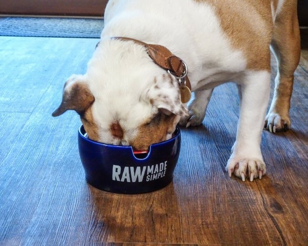 Tigger Enjoying RAW Made Simple Dog Food