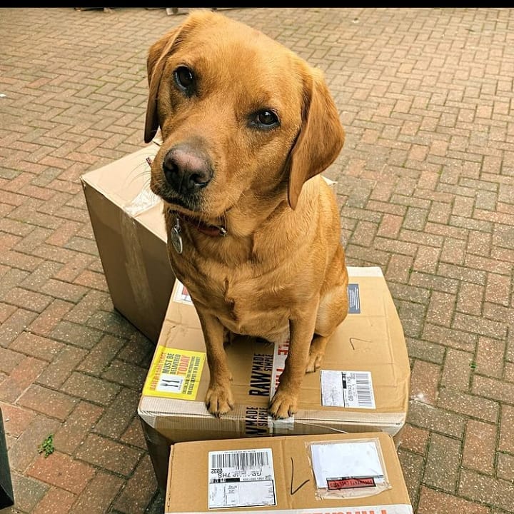 Dog on parcels